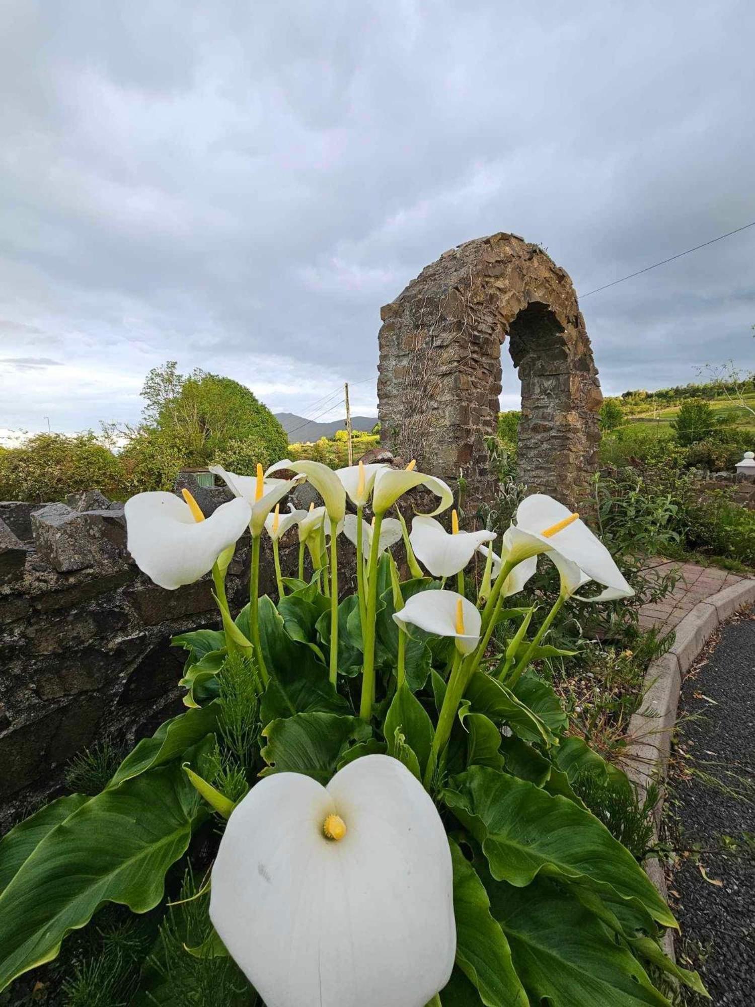 Croí Beag Self Catering Dundalk Exterior foto